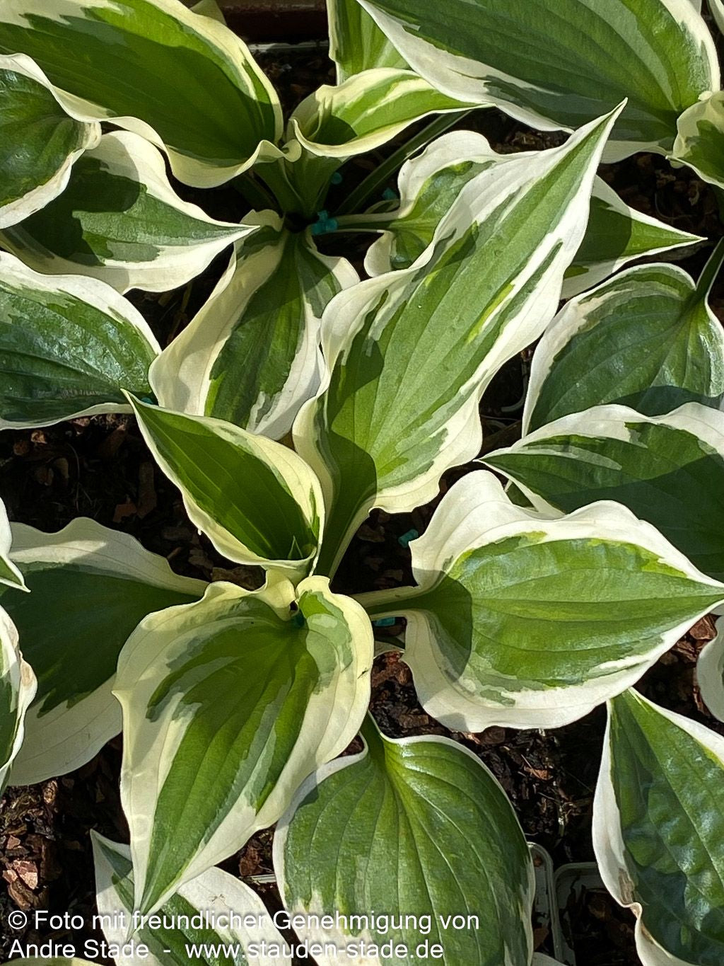 Weißrand-Funkie 'Minuteman' (Hosta x fortunei)