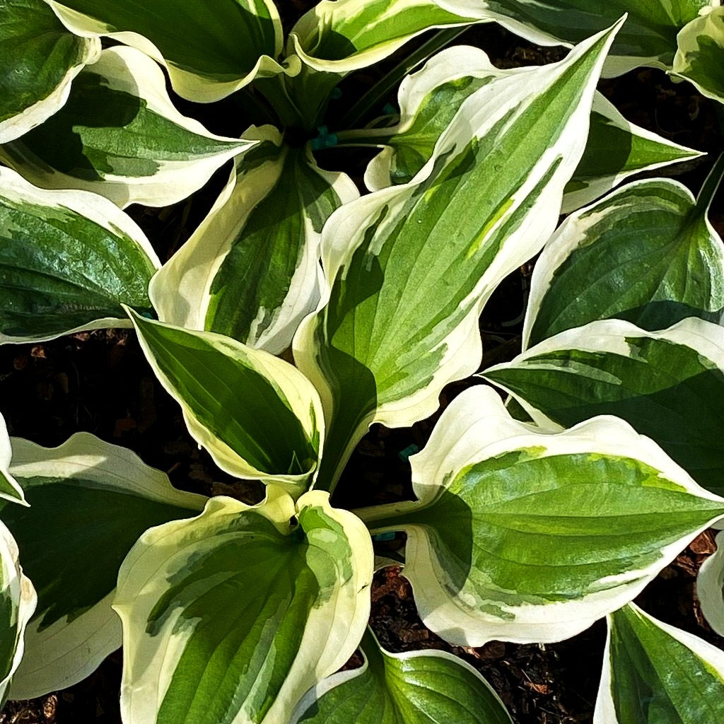Weißrand-Funkie 'Minuteman' (Hosta x fortunei)