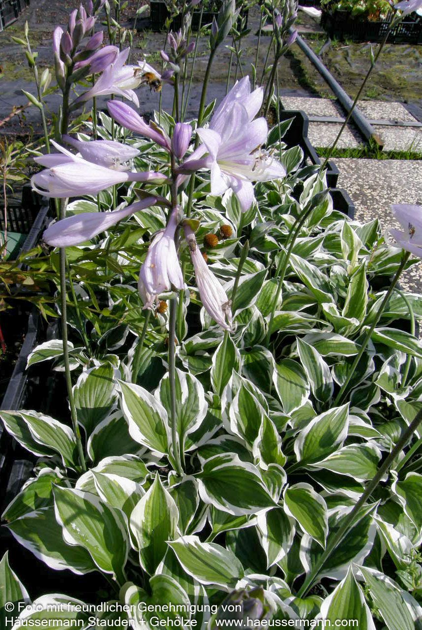 Weißrand-Funkie 'Minuteman' (Hosta x fortunei)