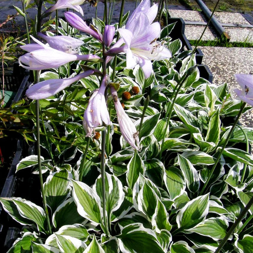 Weißrand-Funkie 'Minuteman' (Hosta x fortunei)