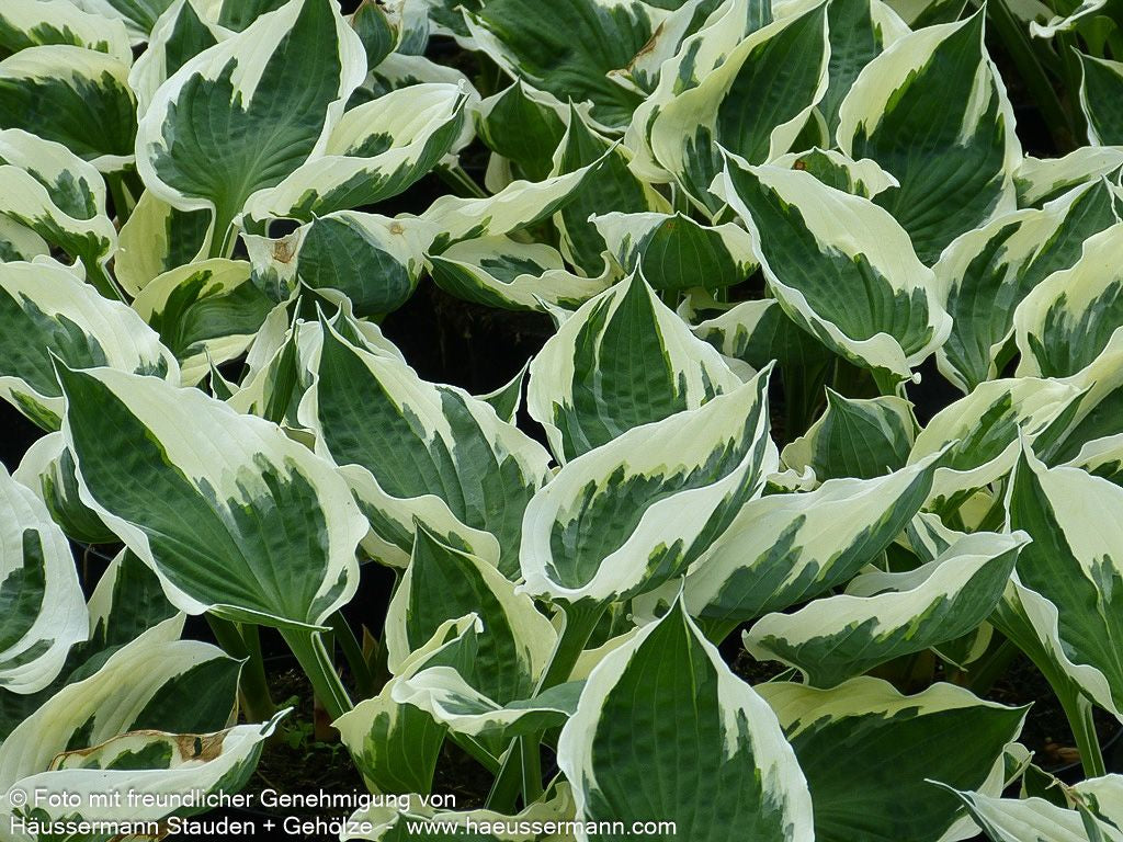 Weißrand-Funkie 'Minuteman' (Hosta x fortunei)