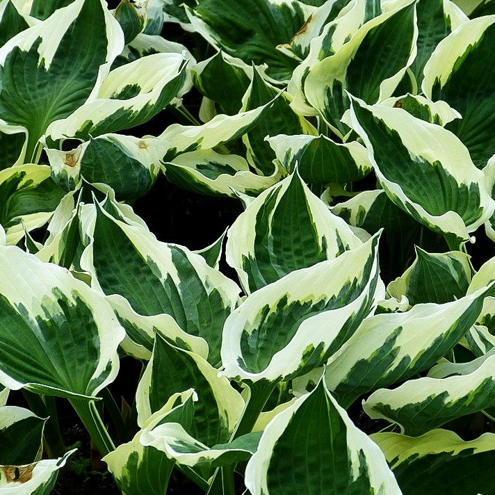 Weißrand-Funkie 'Minuteman' (Hosta x fortunei)