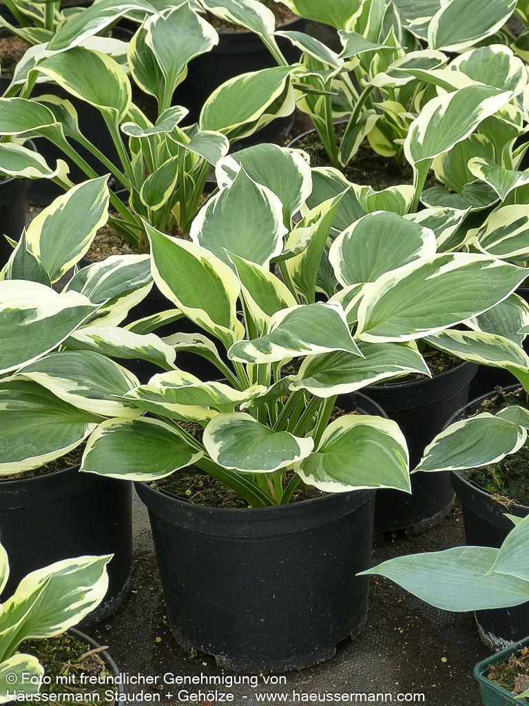 Weißrand-Funkie 'Minuteman' (Hosta x fortunei)