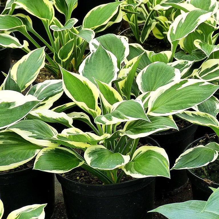 Weißrand-Funkie 'Minuteman' (Hosta x fortunei)