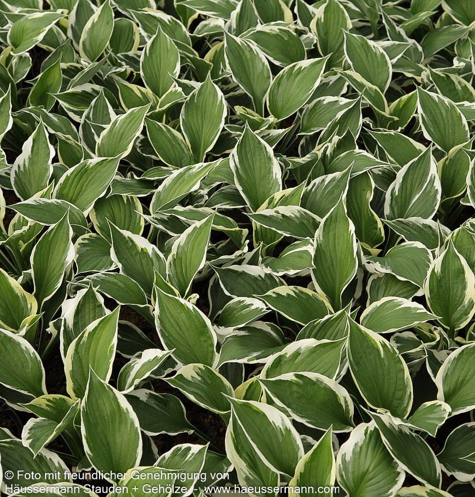 Weißrand-Funkie 'Minuteman' (Hosta x fortunei)