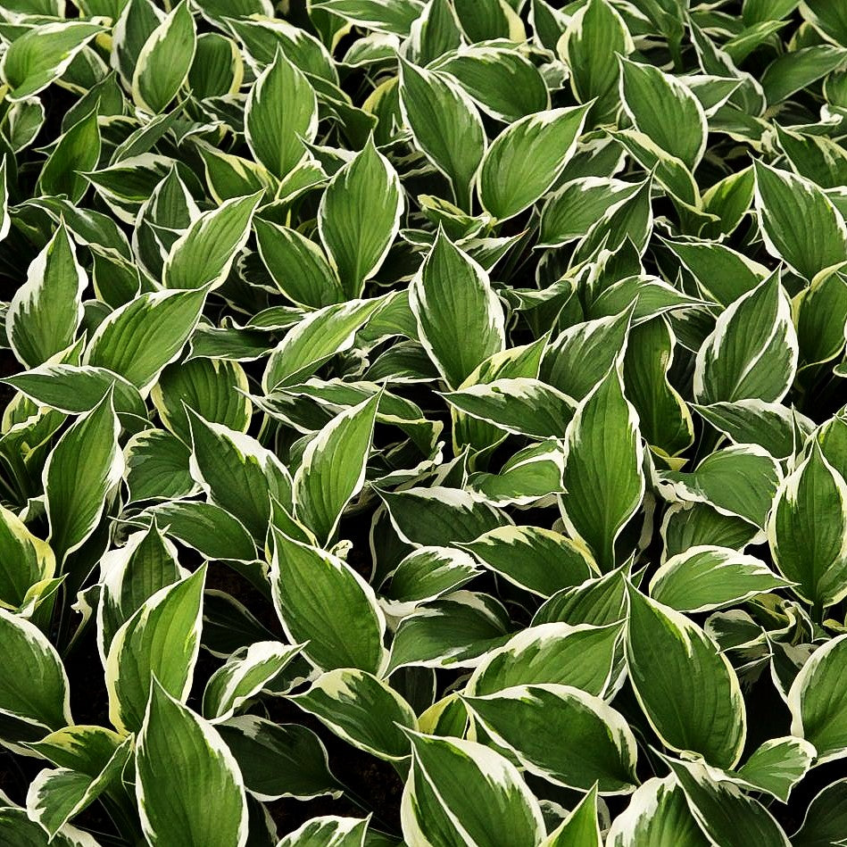 Weißrand-Funkie 'Minuteman' (Hosta x fortunei)