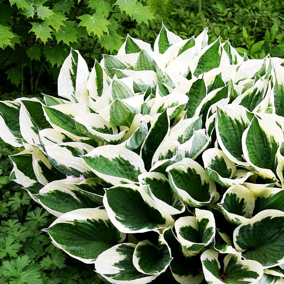 Weißrand-Funkie 'Patriot' (Hosta x fortunei)