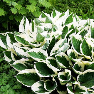 Weißrand-Funkie 'Patriot' (Hosta x fortunei)