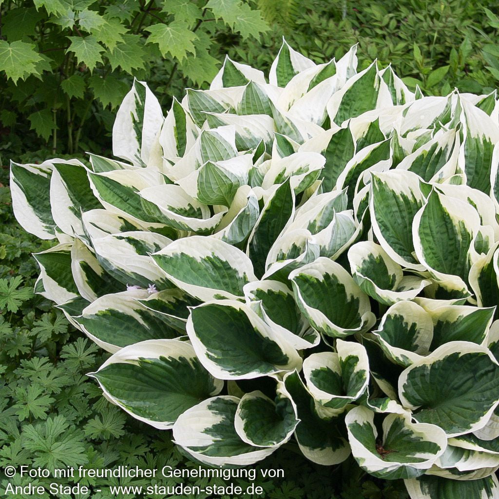 Weißrand-Funkie 'Patriot' (Hosta x fortunei)