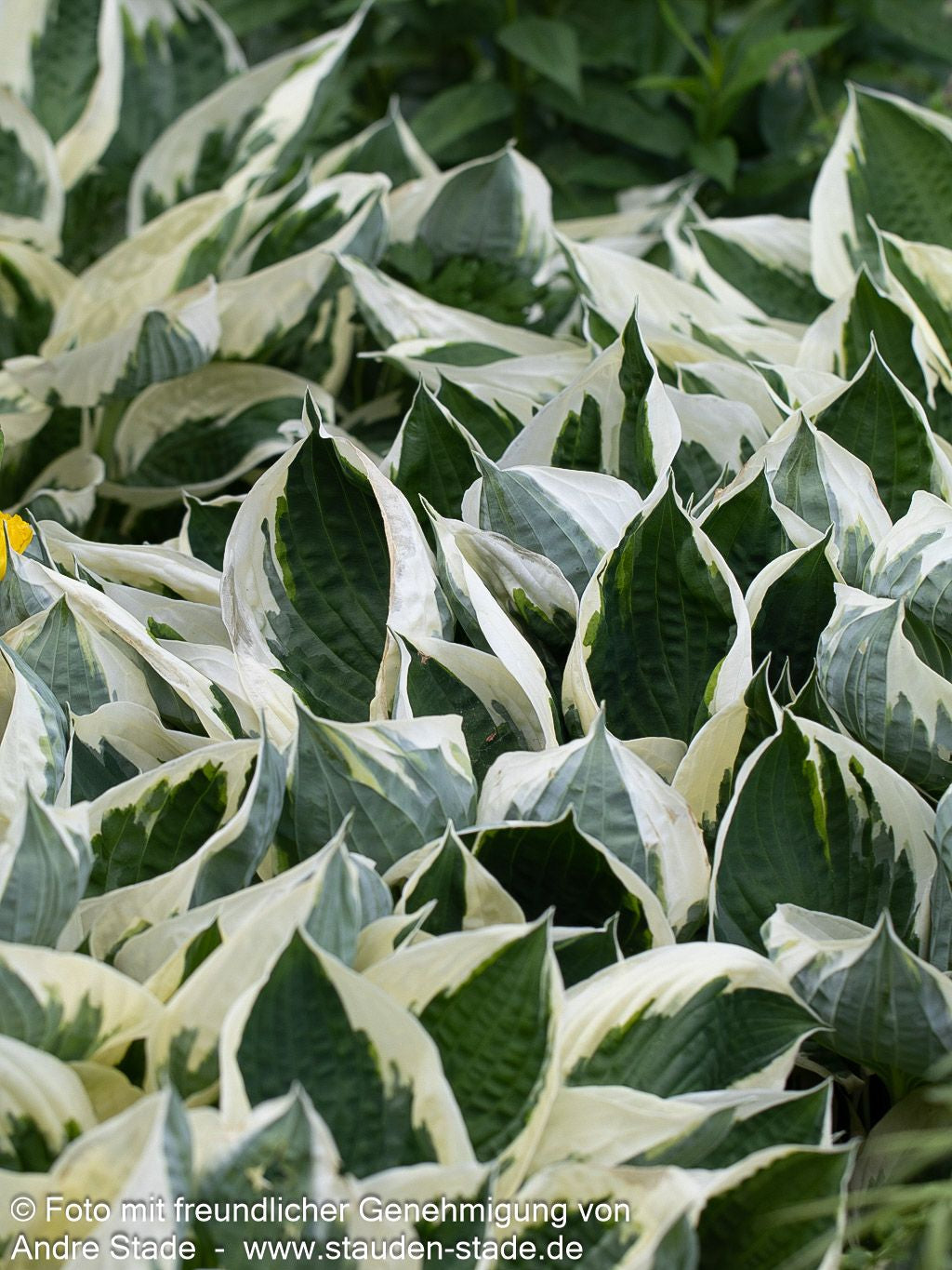 Weißrand-Funkie 'Patriot' (Hosta x fortunei)