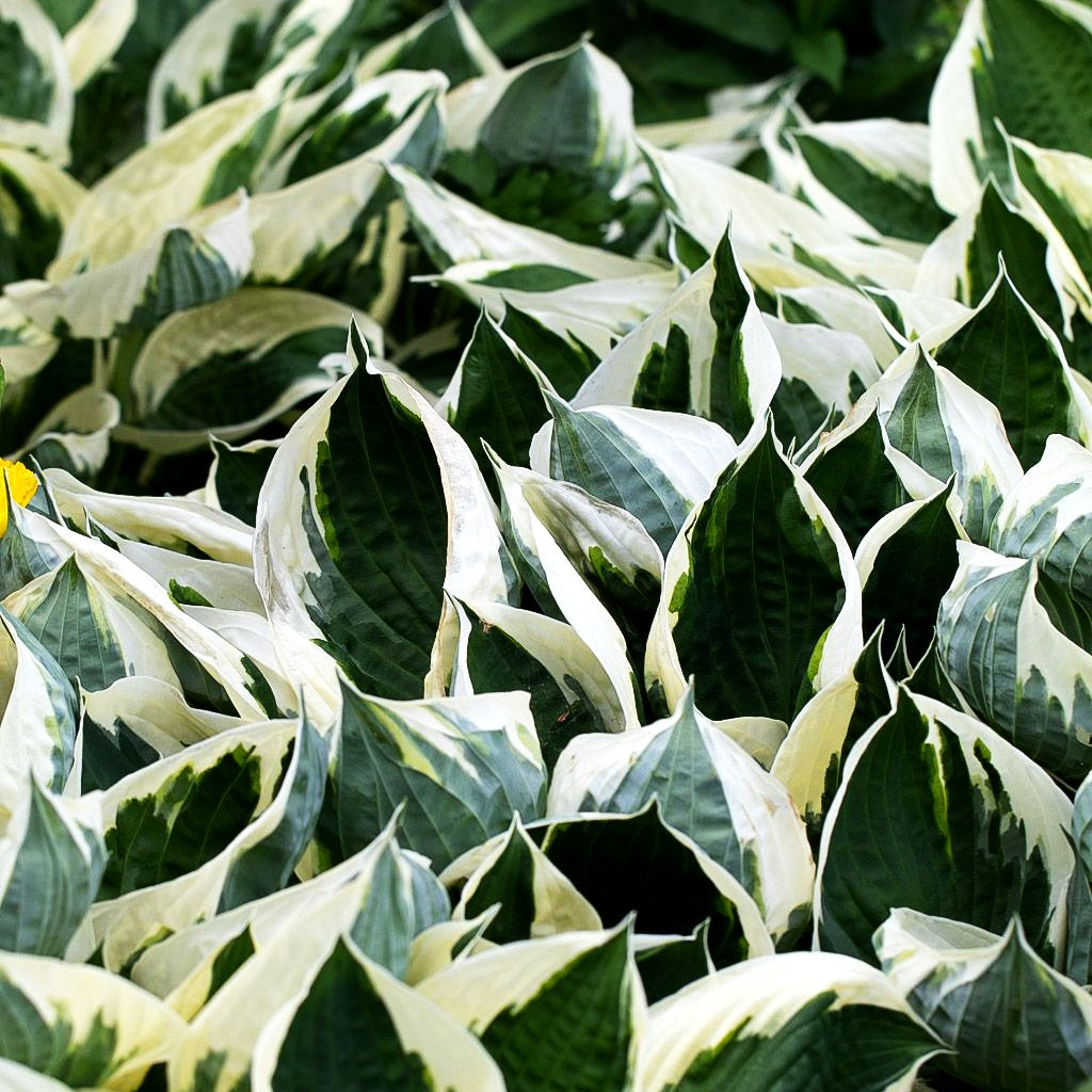 Weißrand-Funkie 'Patriot' (Hosta x fortunei)