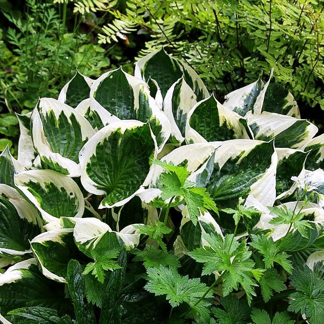 Weißrand-Funkie 'Patriot' (Hosta x fortunei)