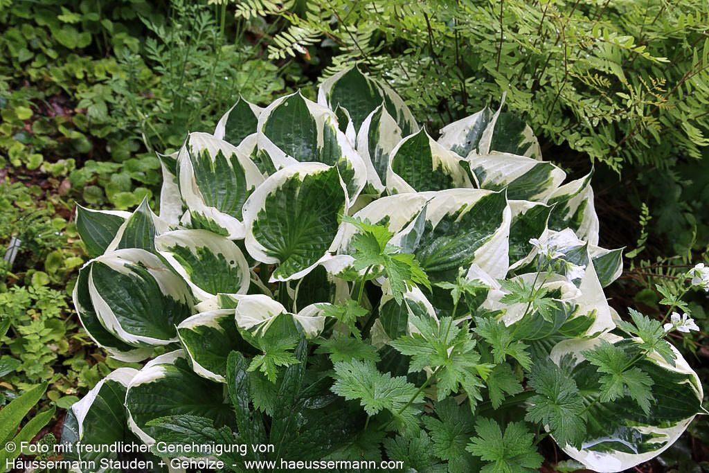 Weißrand-Funkie 'Patriot' (Hosta x fortunei)