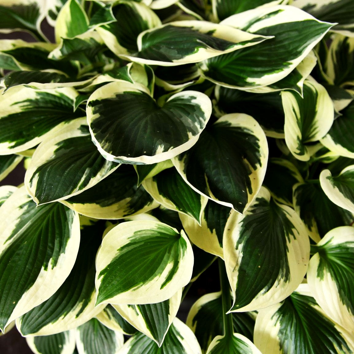 Weißrand-Funkie 'Patriot' (Hosta x fortunei)