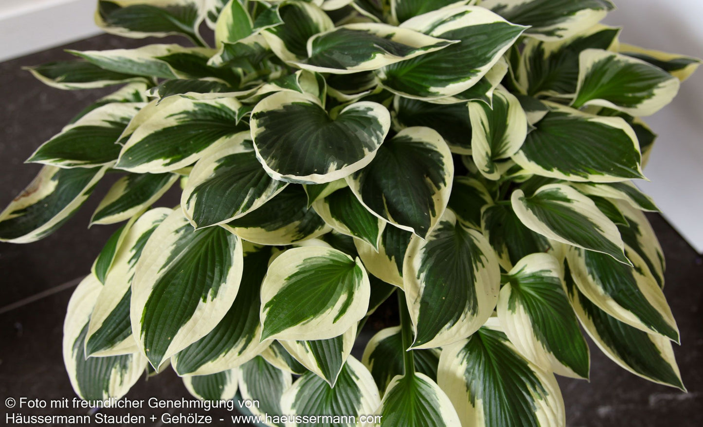 Weißrand-Funkie 'Patriot' (Hosta x fortunei)