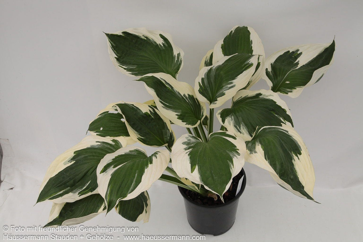 Weißrand-Funkie 'Patriot' (Hosta x fortunei)