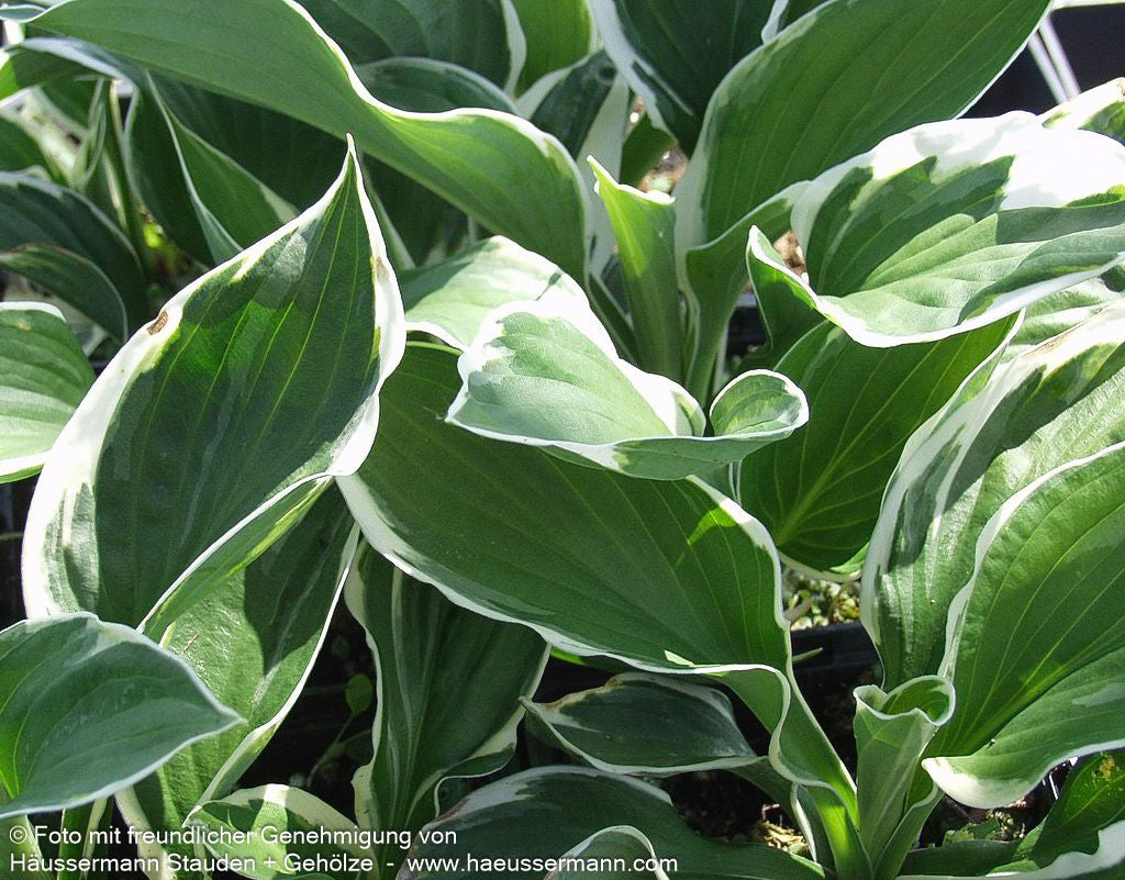 Weißrand-Funkie 'Patriot' (Hosta x fortunei)