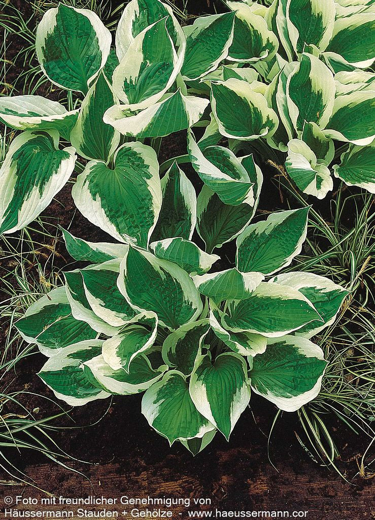 Weißrand-Funkie 'Patriot' (Hosta x fortunei)