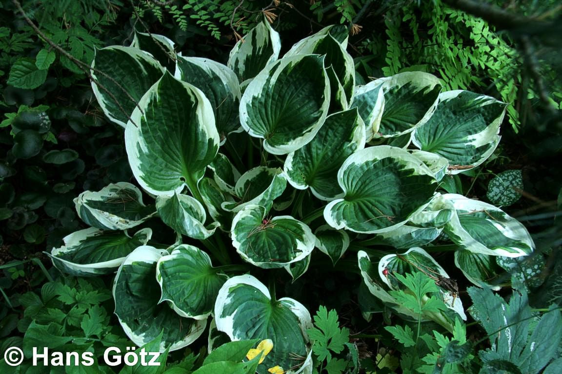 Weißrand-Funkie 'Patriot' (Hosta x fortunei)