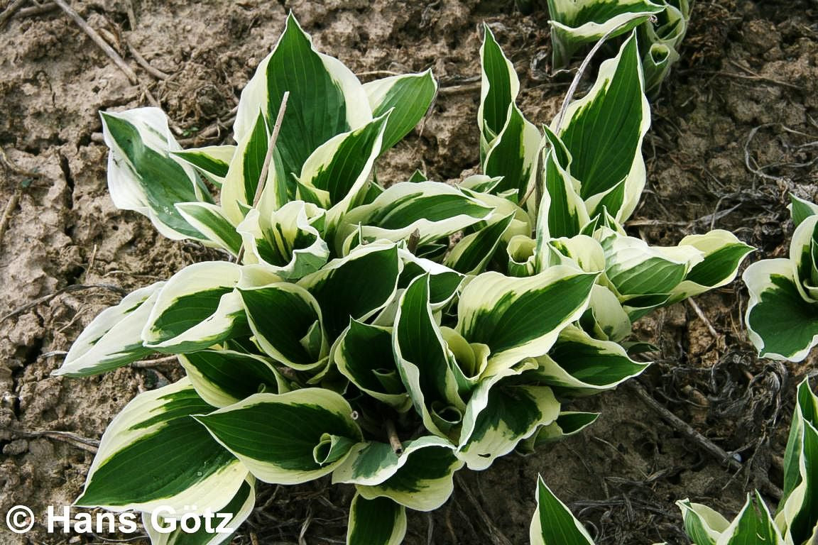 Weißrand-Funkie 'Patriot' (Hosta x fortunei)