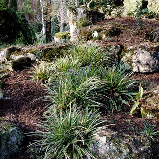 Weißrand-Japan-Segge 'Variegata' (Carex morrowii)