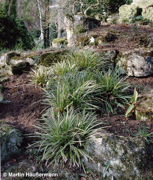 Weißrand-Japan-Segge 'Variegata' (Carex morrowii)