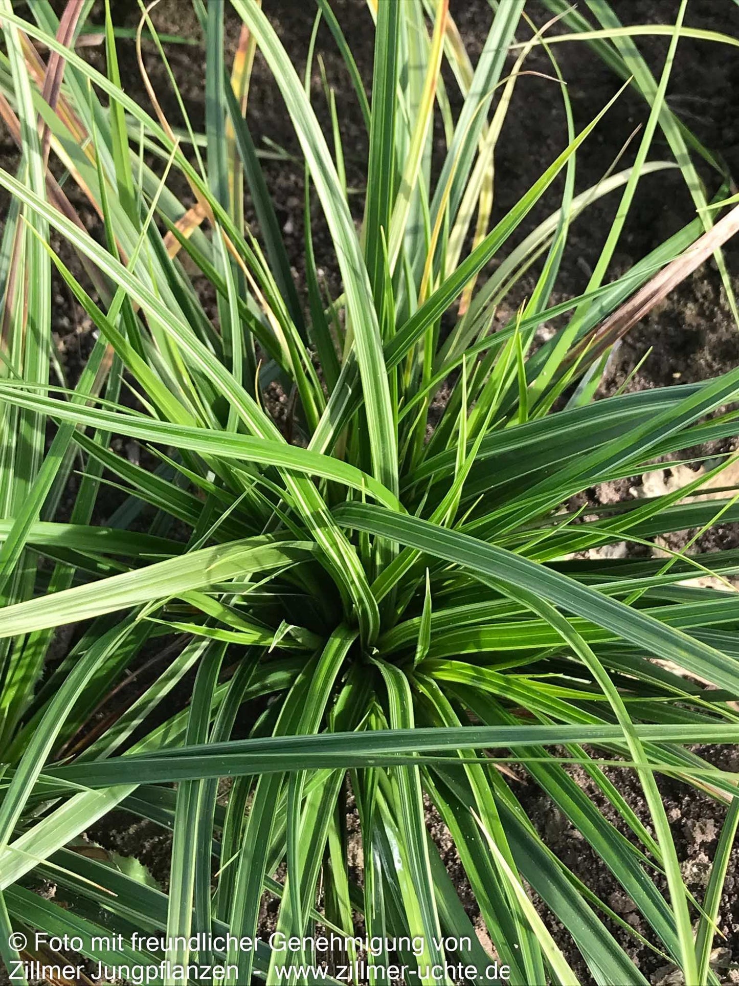 Weißrand-Japan-Segge 'Variegata' (Carex morrowii)
