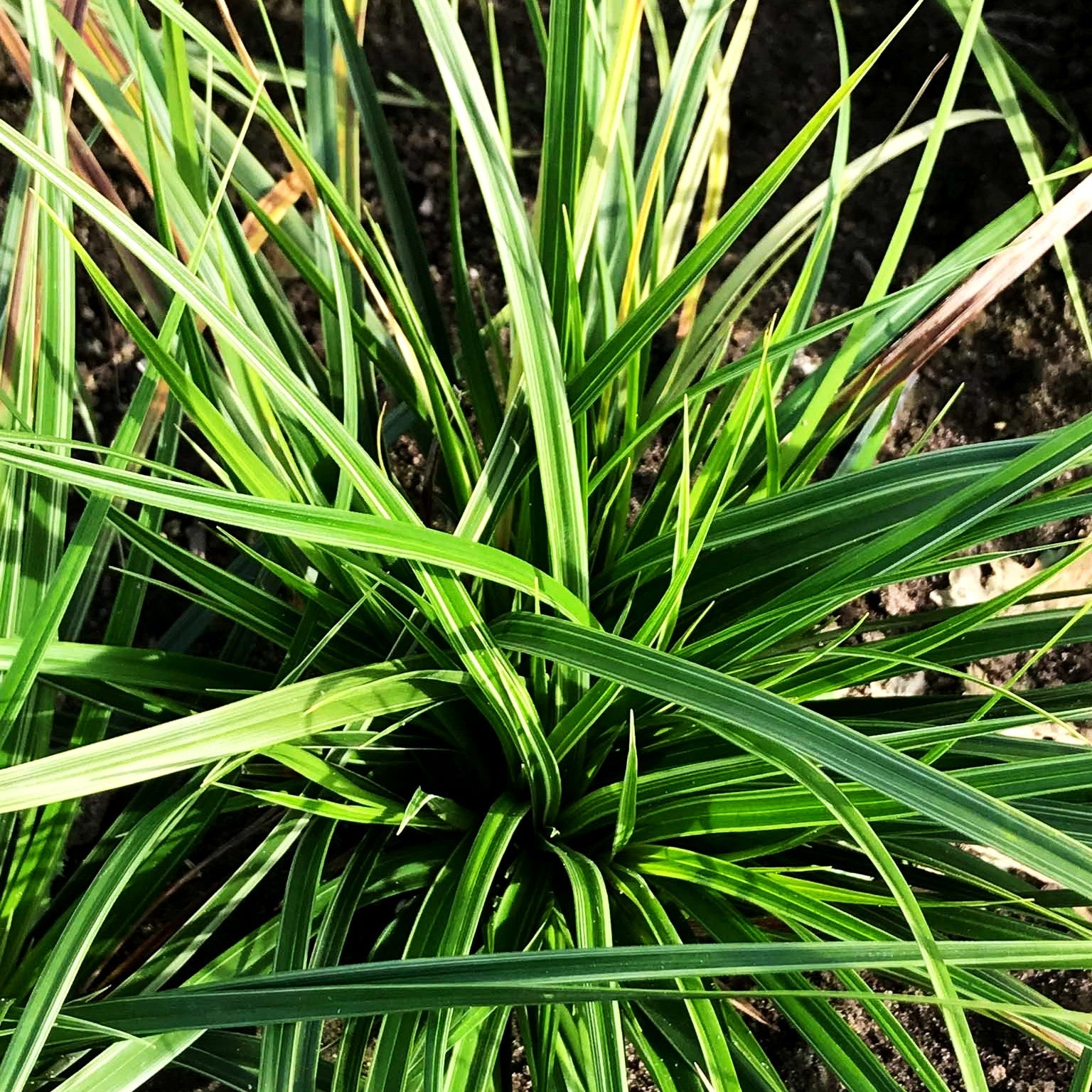 Weißrand-Japan-Segge 'Variegata' (Carex morrowii) kaufen – pflanzenmax.de