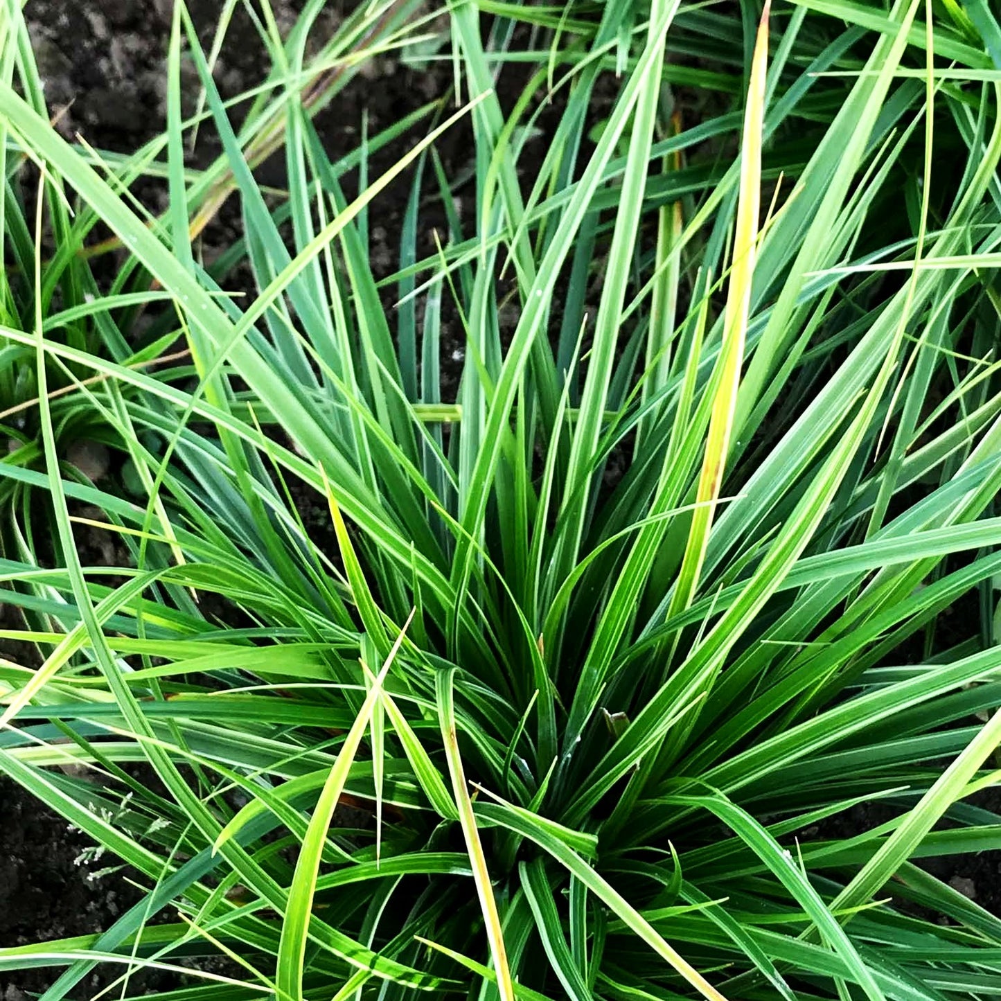 Weißrand-Japan-Segge 'Variegata' (Carex morrowii)
