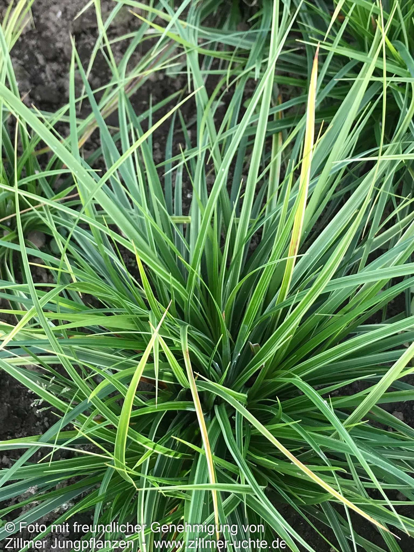Weißrand-Japan-Segge 'Variegata' (Carex morrowii)