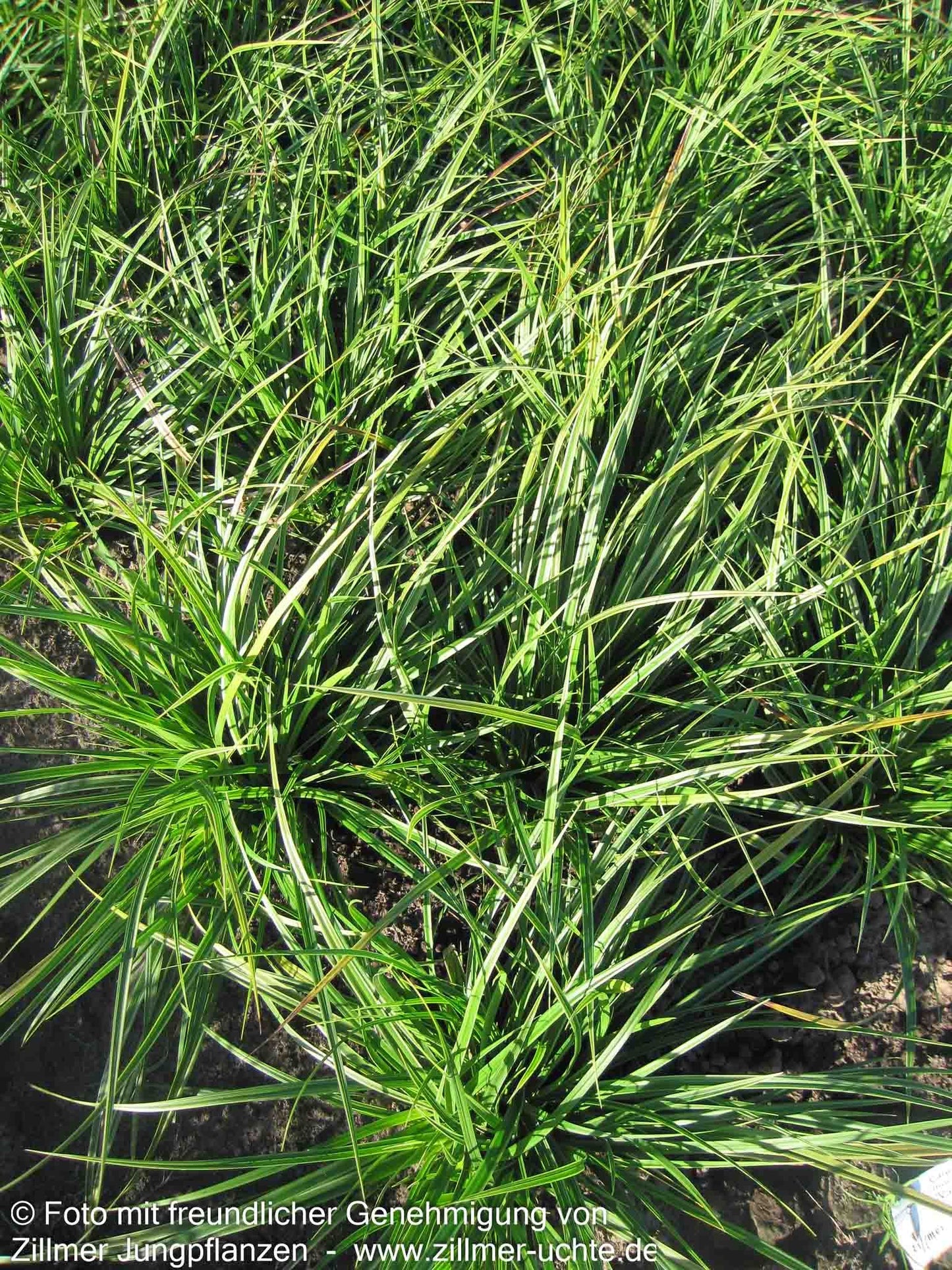 Weißrand-Japan-Segge 'Variegata' (Carex morrowii)
