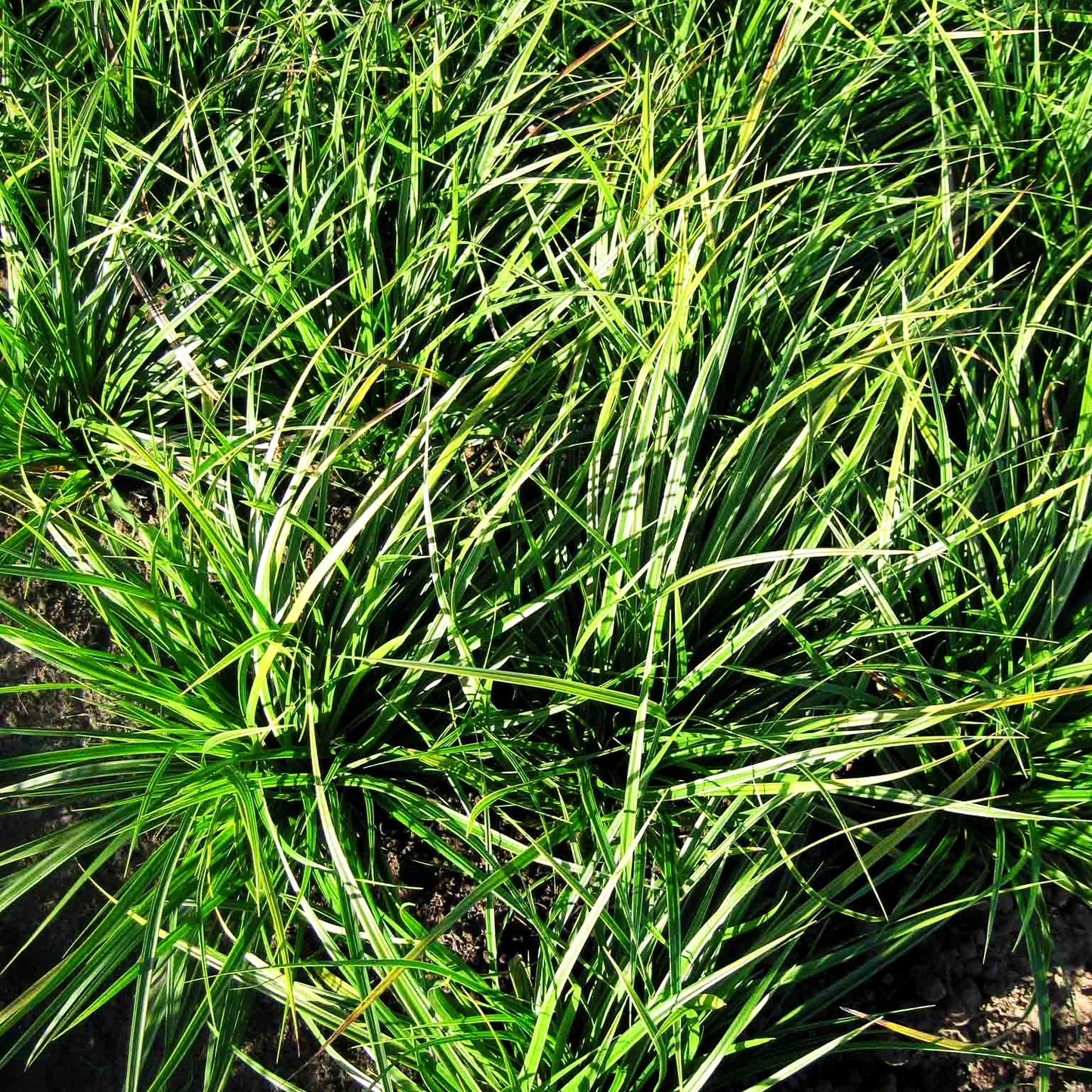 Weißrand-Japan-Segge 'Variegata' (Carex morrowii)
