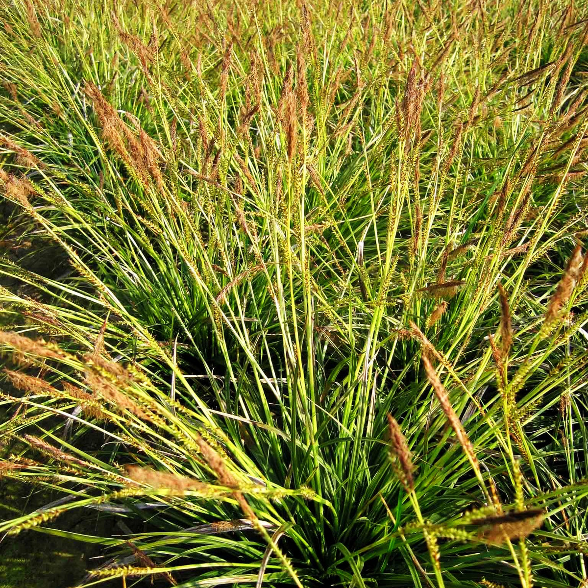segge variegata Weißrand-Japan-Segge 'Variegata' (Carex morrowii) kaufen – pflanzenmax.de