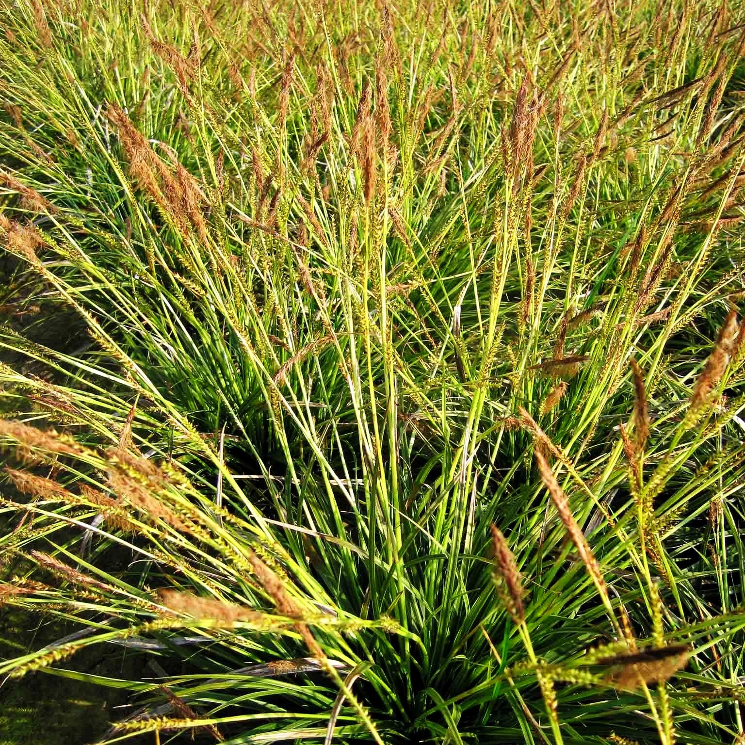 Weißrand-Japan-Segge 'Variegata' (Carex morrowii) kaufen – pflanzenmax.de
