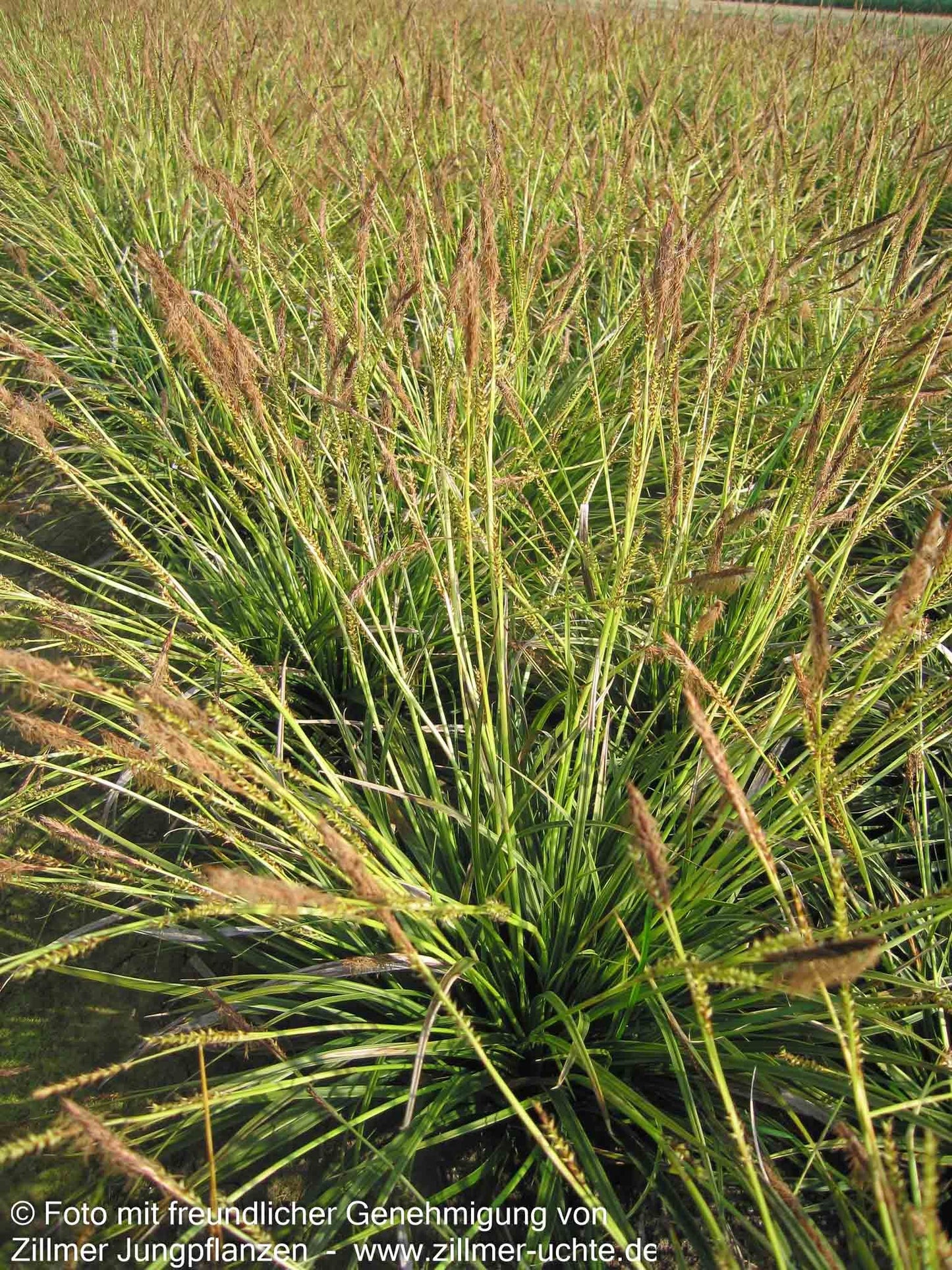 Weißrand-Japan-Segge 'Variegata' (Carex morrowii)