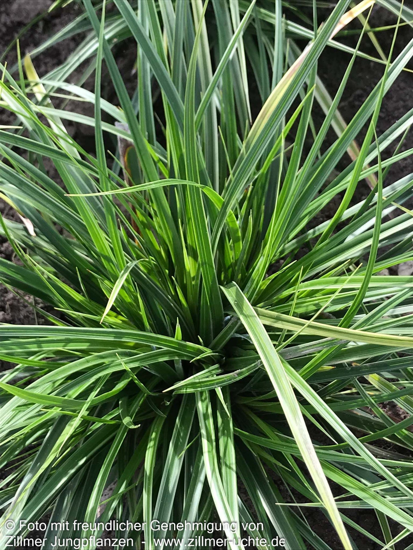 Weißrand-Japan-Segge 'Variegata' (Carex morrowii)