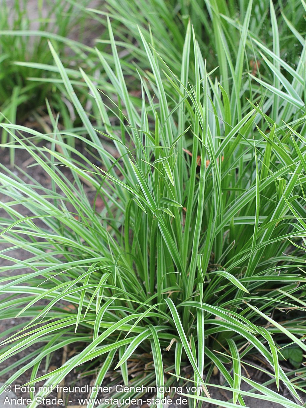 Weißrand-Japan-Segge 'Variegata' (Carex morrowii)