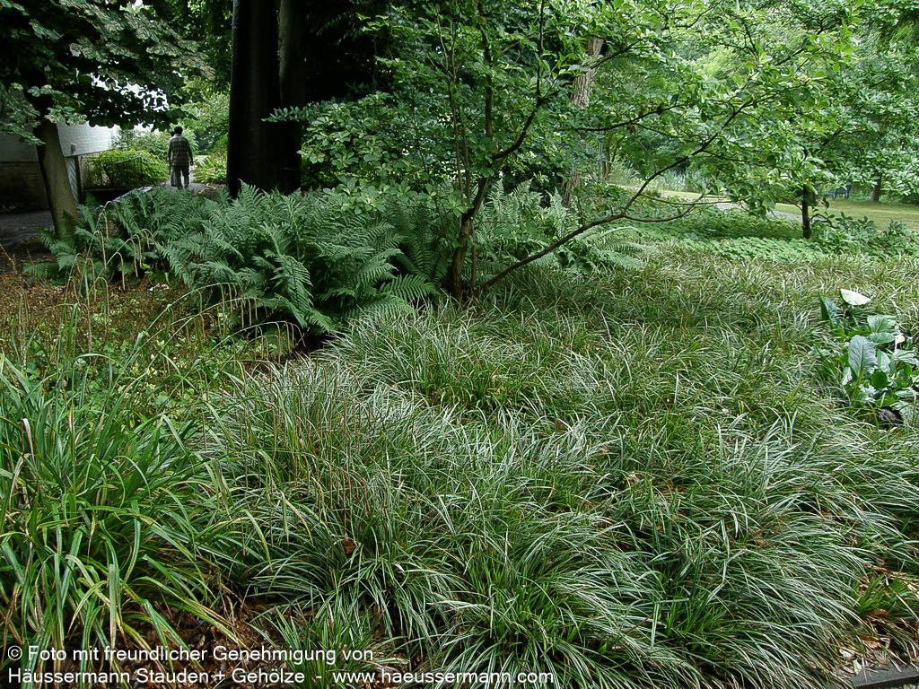 Weißrand-Japan-Segge 'Variegata' (Carex morrowii)