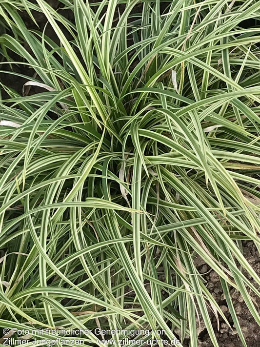 Weißrand-Segge 'Silver Sceptre' (Carex dolichostachya)