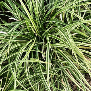 Weißrand-Segge 'Silver Sceptre' (Carex dolichostachya)