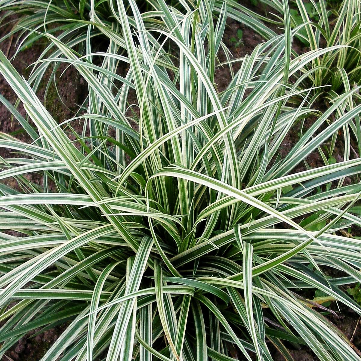 Weißrand-Segge 'Silver Sceptre' (Carex dolichostachya)