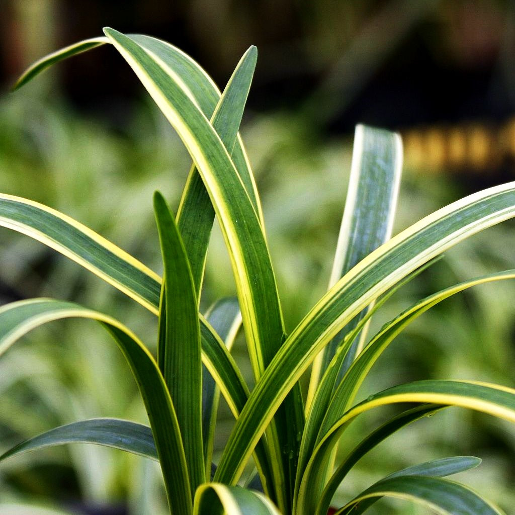 Weißrandige Glöckchentraube 'Variegata' (Liriope muscari)