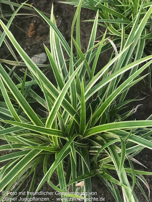 Weißrandige Teppich-Segge 'Icedance' (Carex foliosissima)