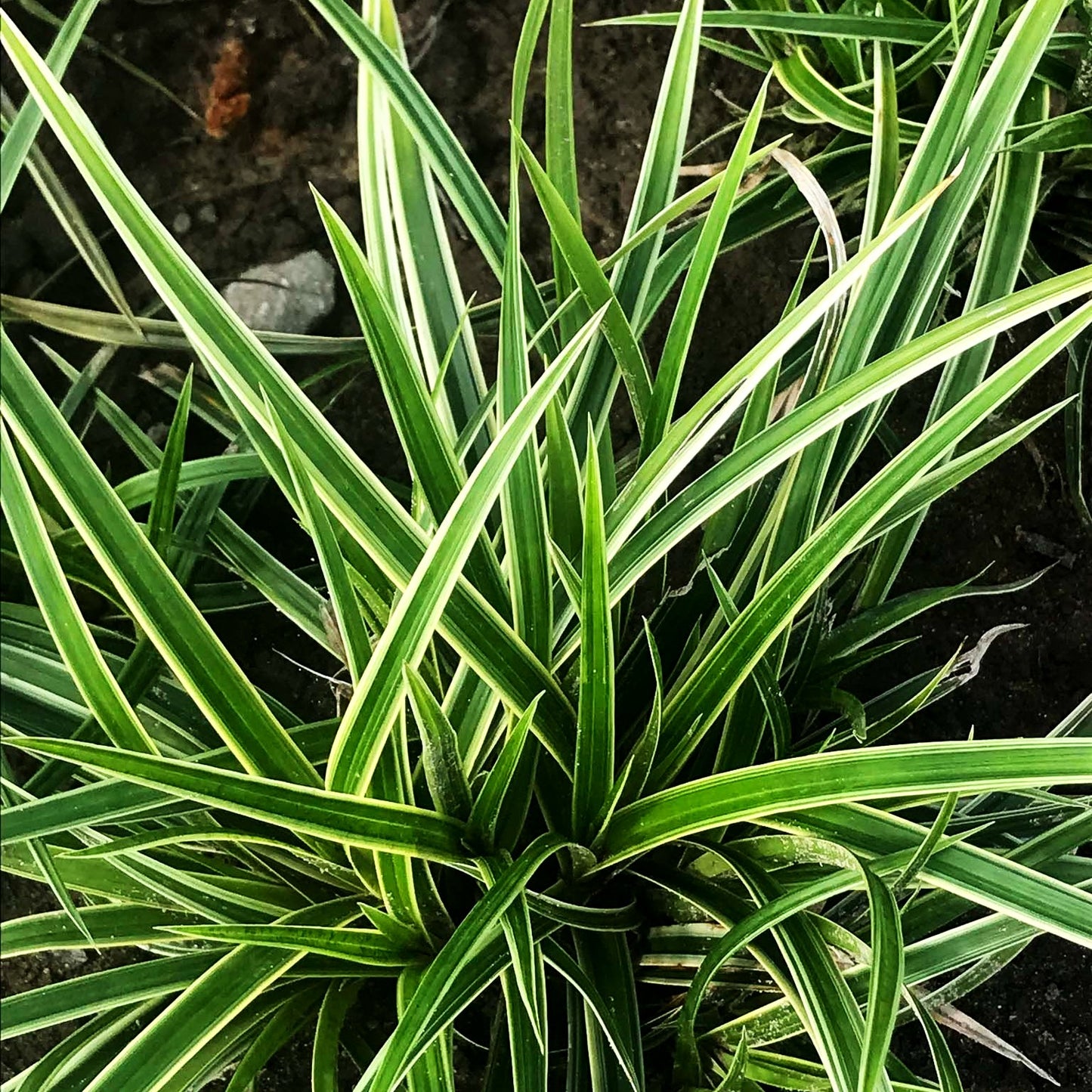 Weißrandige Teppich-Segge 'Icedance' (Carex foliosissima)