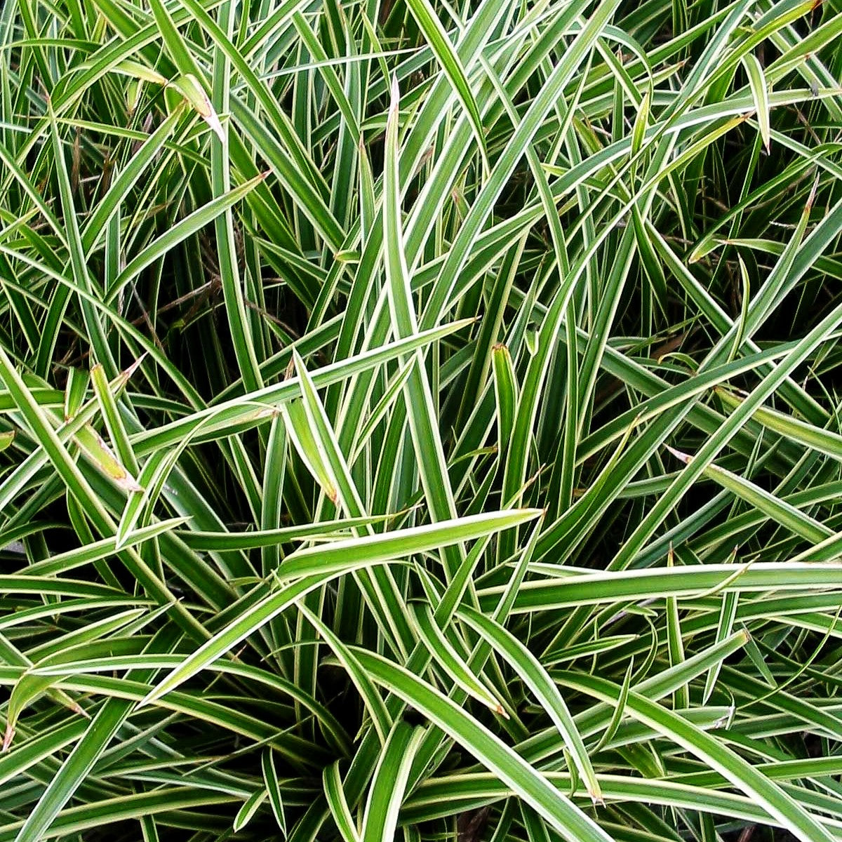 Weißrandige Teppich-Segge 'Icedance' (Carex foliosissima)