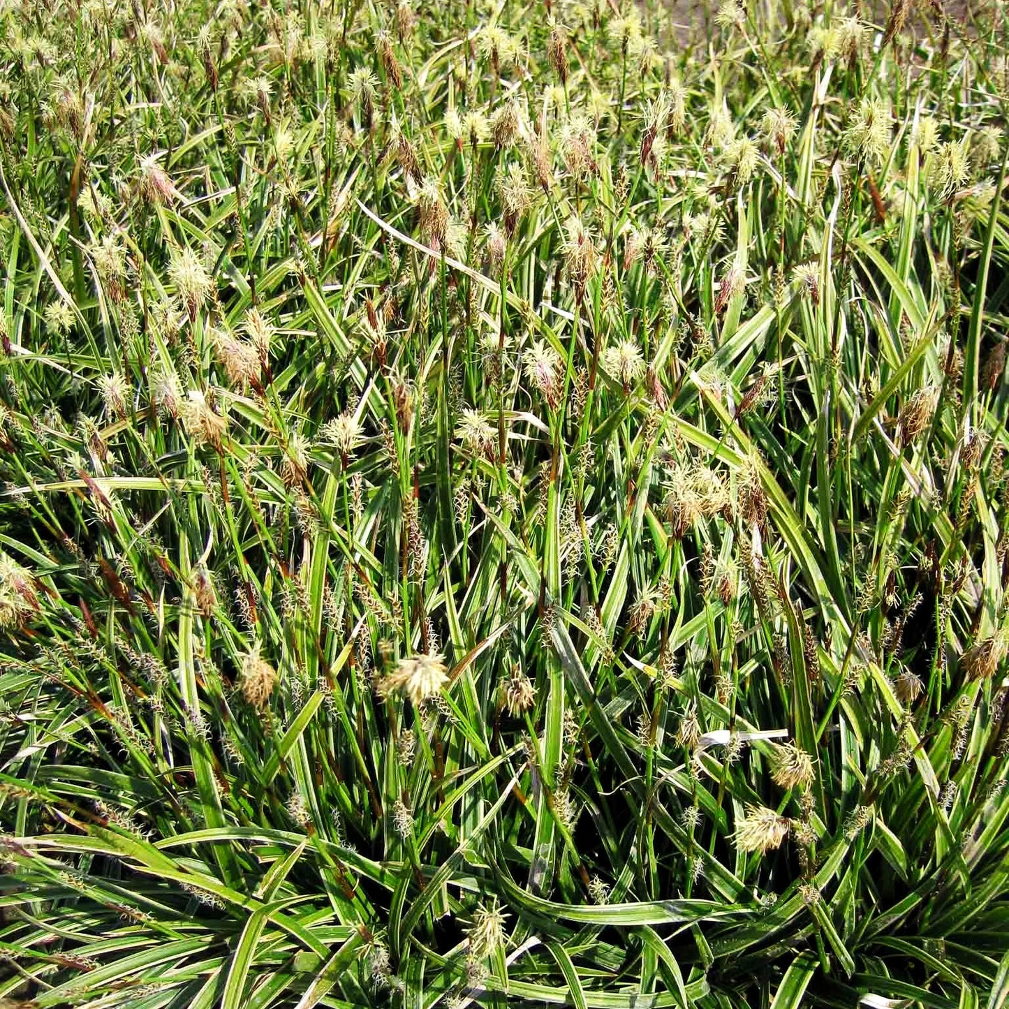 Weißrandige Teppich-Segge 'Icedance' (Carex foliosissima)