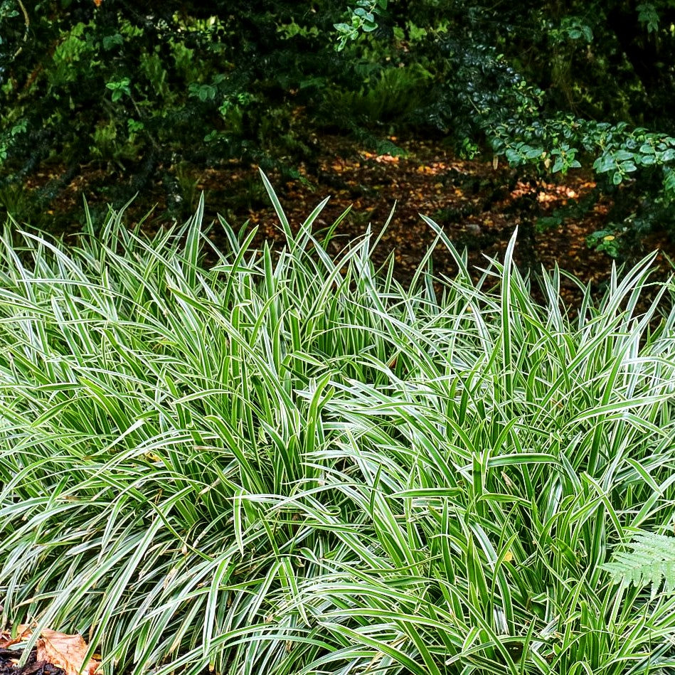 Weißrandige Teppich-Segge 'Icedance' (Carex foliosissima)