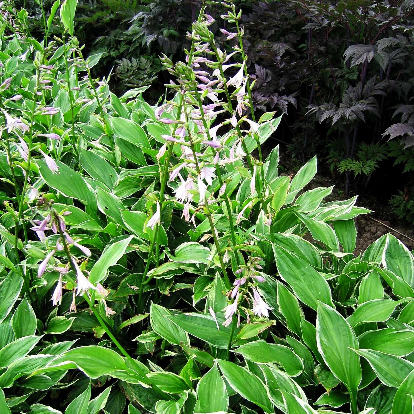 Weißrandige Wellblatt-Funkie 'Albomarginata' (Hosta undulata)