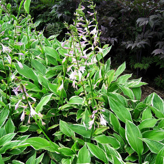 Weißrandige Wellblatt-Funkie 'Albomarginata' (Hosta undulata)