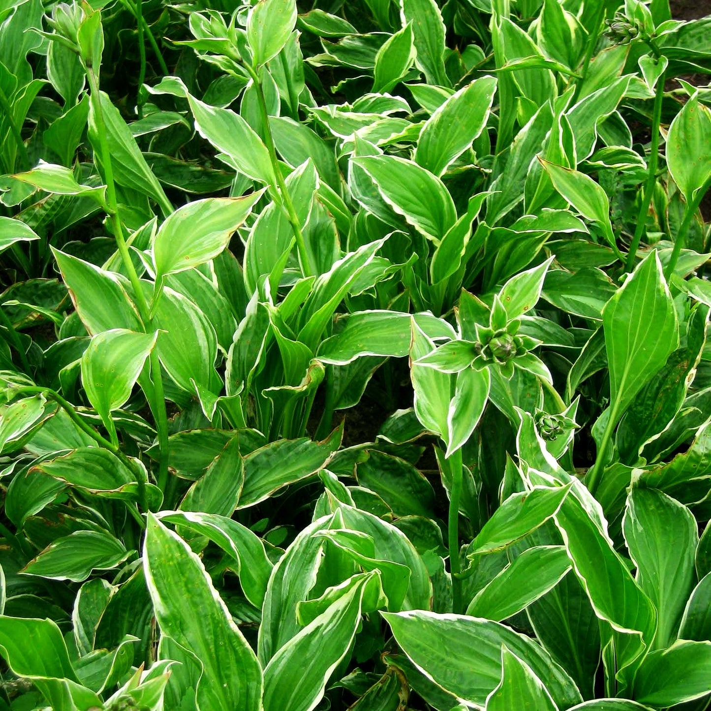 Weißrandige Wellblatt-Funkie 'Albomarginata' (Hosta undulata)